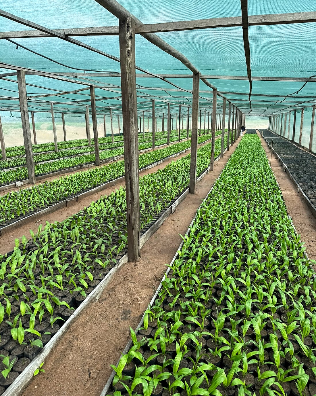 Vivero de palma aceitera de Palmaven, con hileras de plántulas bajo malla en el Estado Bolívar